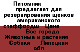 Питомник KURAT GRAD предлагает для резервирования щенков американского стаффордш › Цена ­ 25 000 - Все города Животные и растения » Собаки   . Липецкая обл.